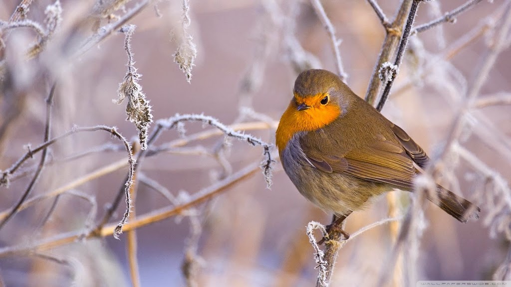 Gilligallou Bird - Almonte | 14 Mill St #3, Almonte, ON K0A 1A0, Canada | Phone: (613) 461-7333