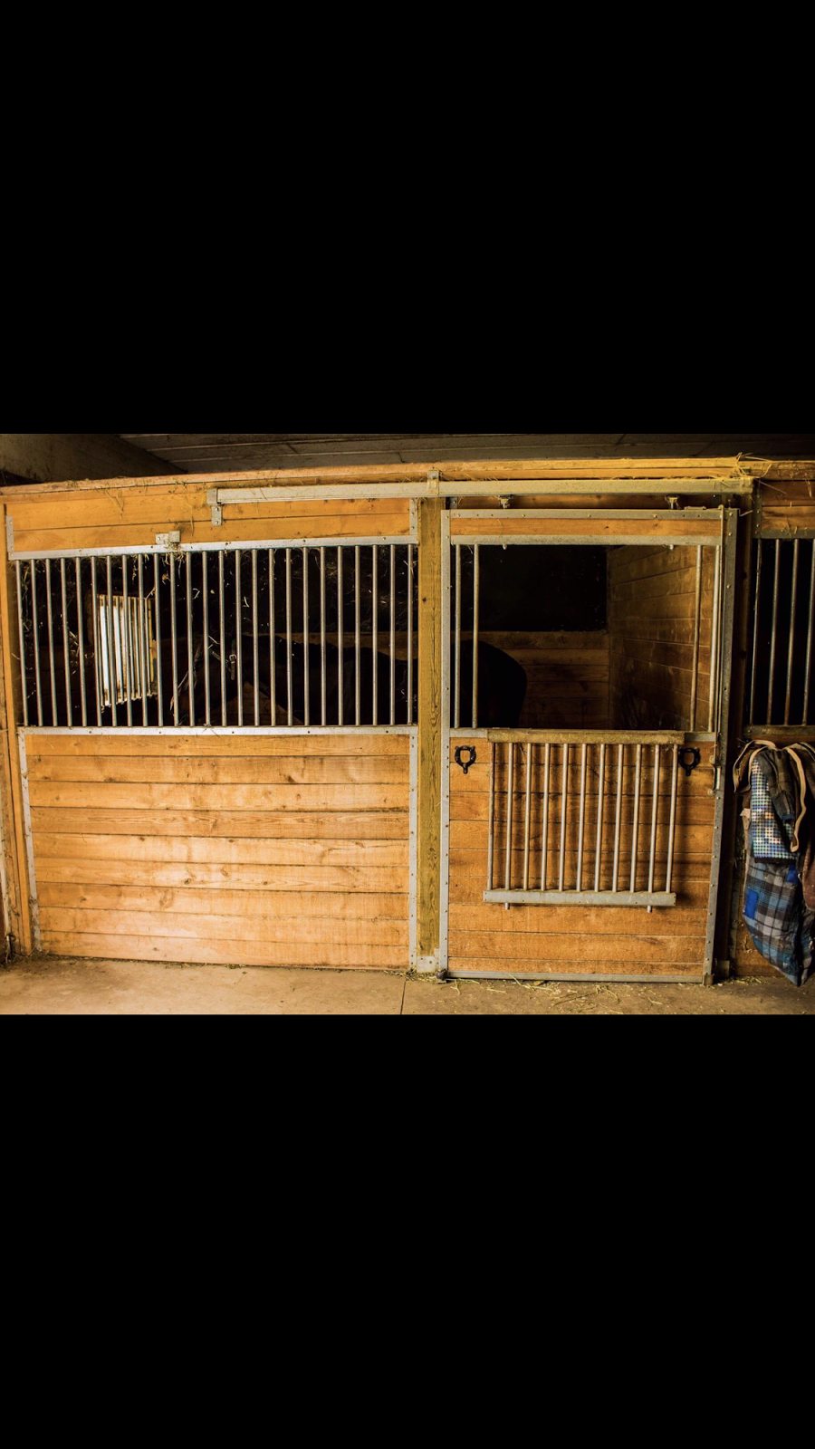 Maximum Equestrian Limited | 8814 Twenty Rd, Smithville, ON L0R 2A0, Canada | Phone: (289) 922-9029