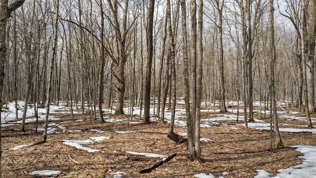Beaver Trail | Moodie Dr, Nepean, ON K2R 1H8, Canada
