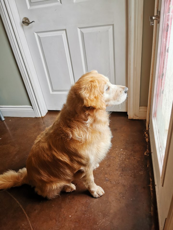 Happy Paws Grooming Shop | 12075 NS-224, Middle Musquodoboit, NS B0N 1X0, Canada | Phone: (902) 957-2418