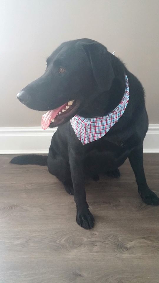 Stephs Dog Grooming | 67 Woodstock St S, Tavistock, ON N0B 2R0, Canada | Phone: (226) 749-0879