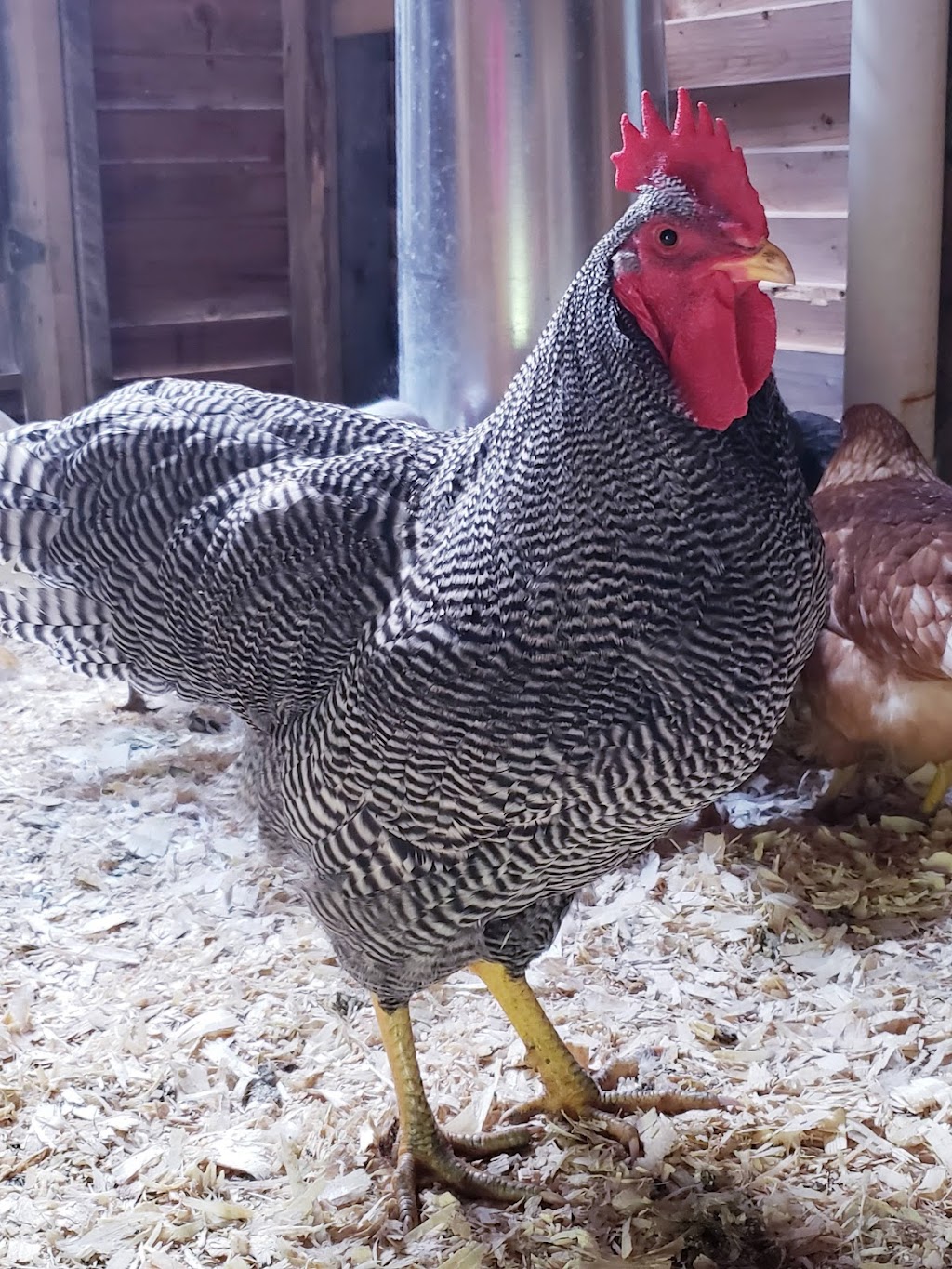 Les Chicks & Cocos | 1044 Rte du Golf, Beauceville, QC G5X 2T3, Canada | Phone: (581) 996-9345
