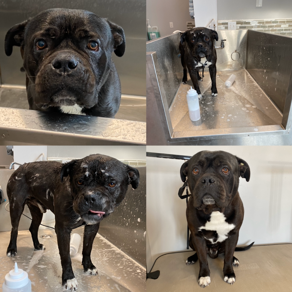Dog Gone Gorgeous Dog Grooming | 4911 50 St, Holden, AB T0B 2C0, Canada | Phone: (780) 690-9769