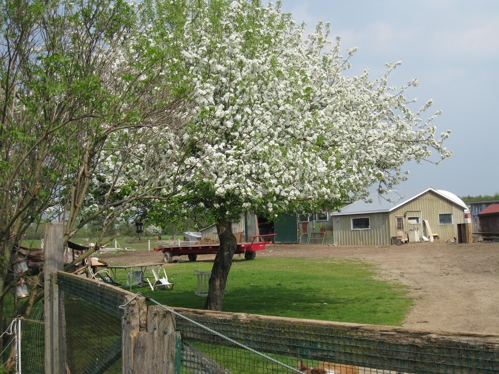 Sunny Meadow Farm | 3073 Flos Rd 5 W, Phelpston, ON L0L 2K0, Canada | Phone: (705) 322-2304