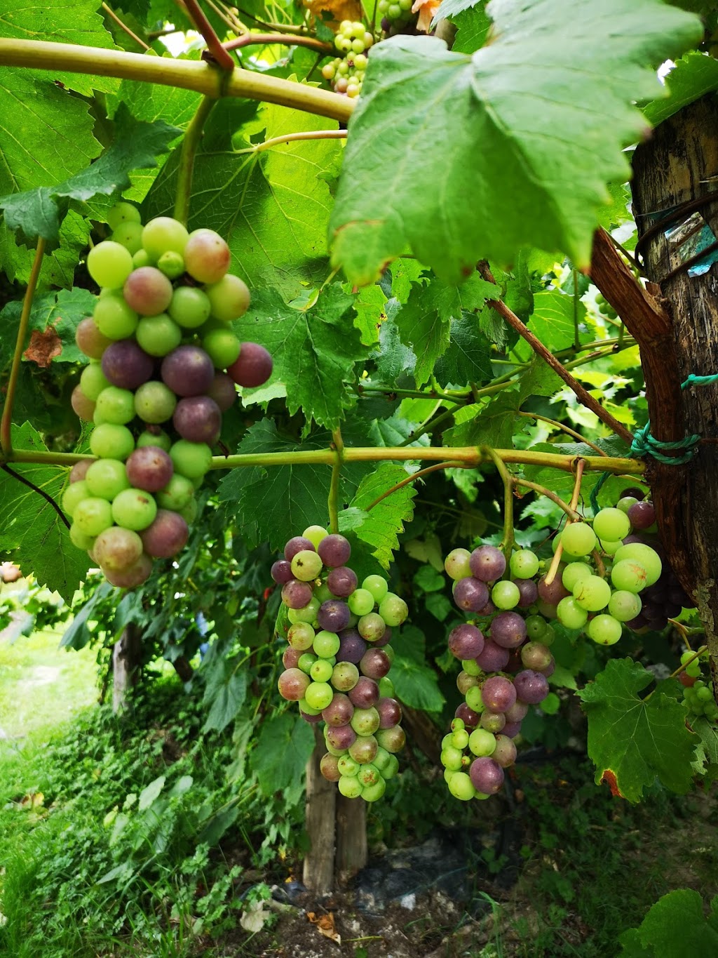 Shangrila Farm | 13842 Spratt Rd, Fraser Valley F, BC V2V 4J1, Canada | Phone: (604) 998-7843