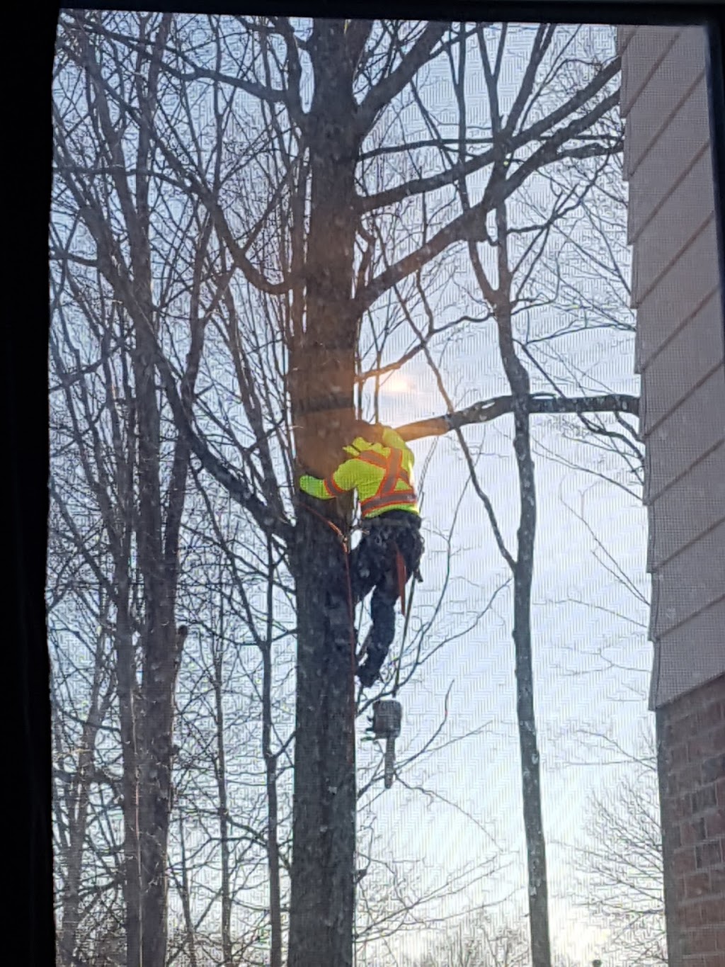 Brads Tree Service | 5413 County Rd 90, Utopia, ON L0M 1T0, Canada | Phone: (705) 607-2684