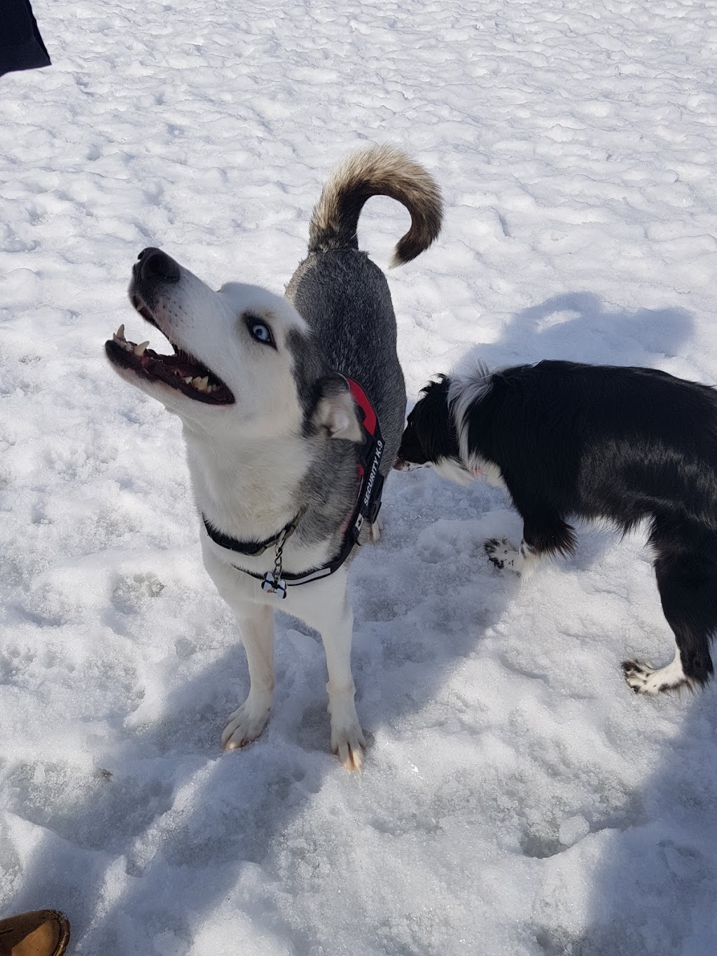 Rockland Dog Park | Poupart Rd, Rockland, ON K4K 1K9, Canada | Phone: (613) 487-3412