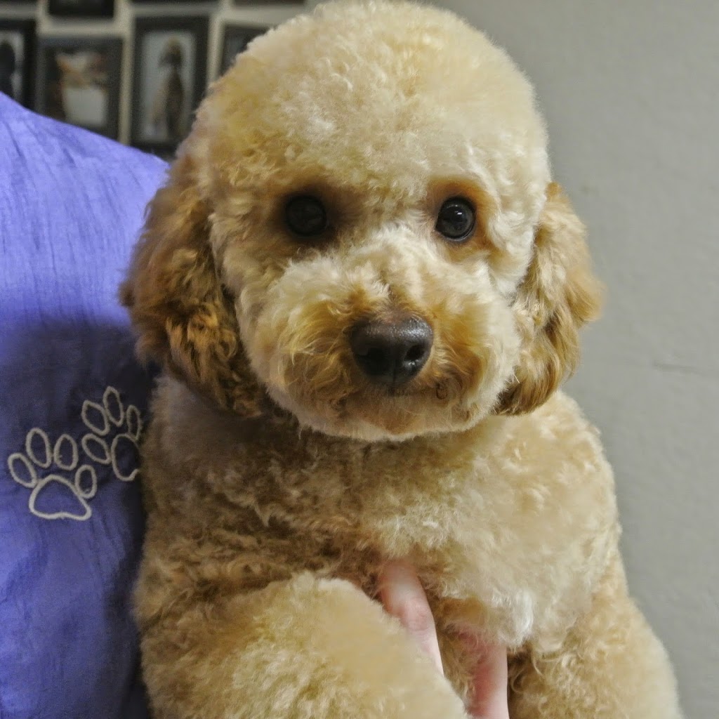 Pawparazzi Dog Grooming | 22378 132 Ave, Maple Ridge, BC V4R 2P6, Canada | Phone: (604) 477-1222