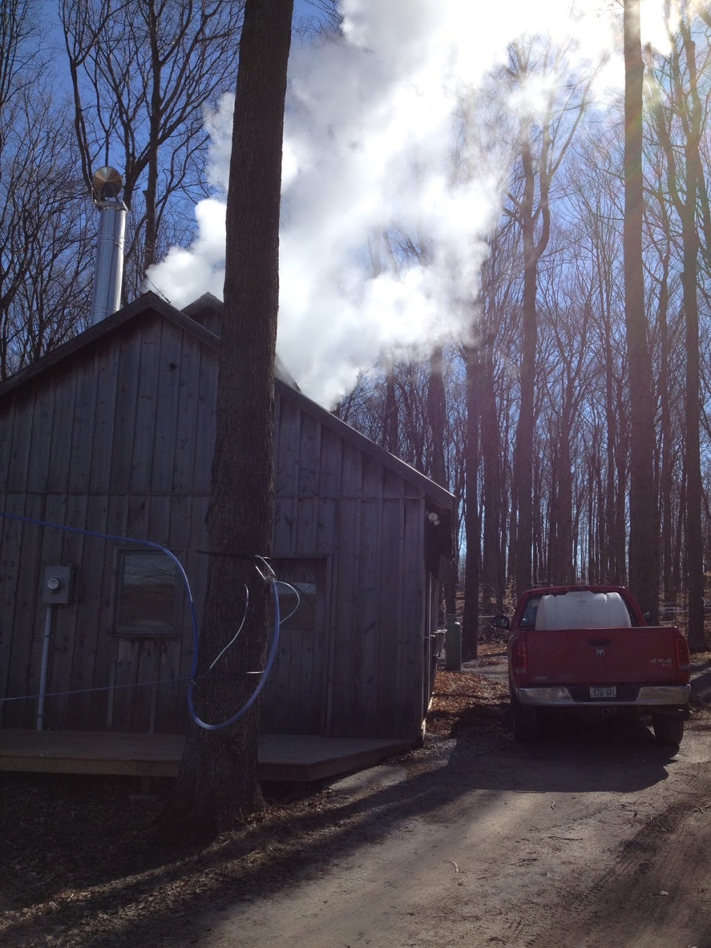Staples Maple Syrup | 439 ON-7A, Cavan, ON L0A 1C0, Canada | Phone: (705) 944-5501