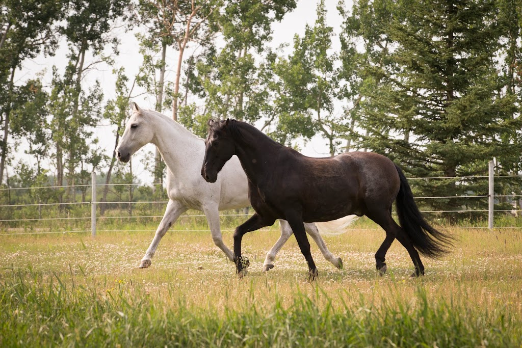 EPIC Stables | 257001 112 St W, Alberta T1S 0W1, Canada | Phone: (403) 702-4337