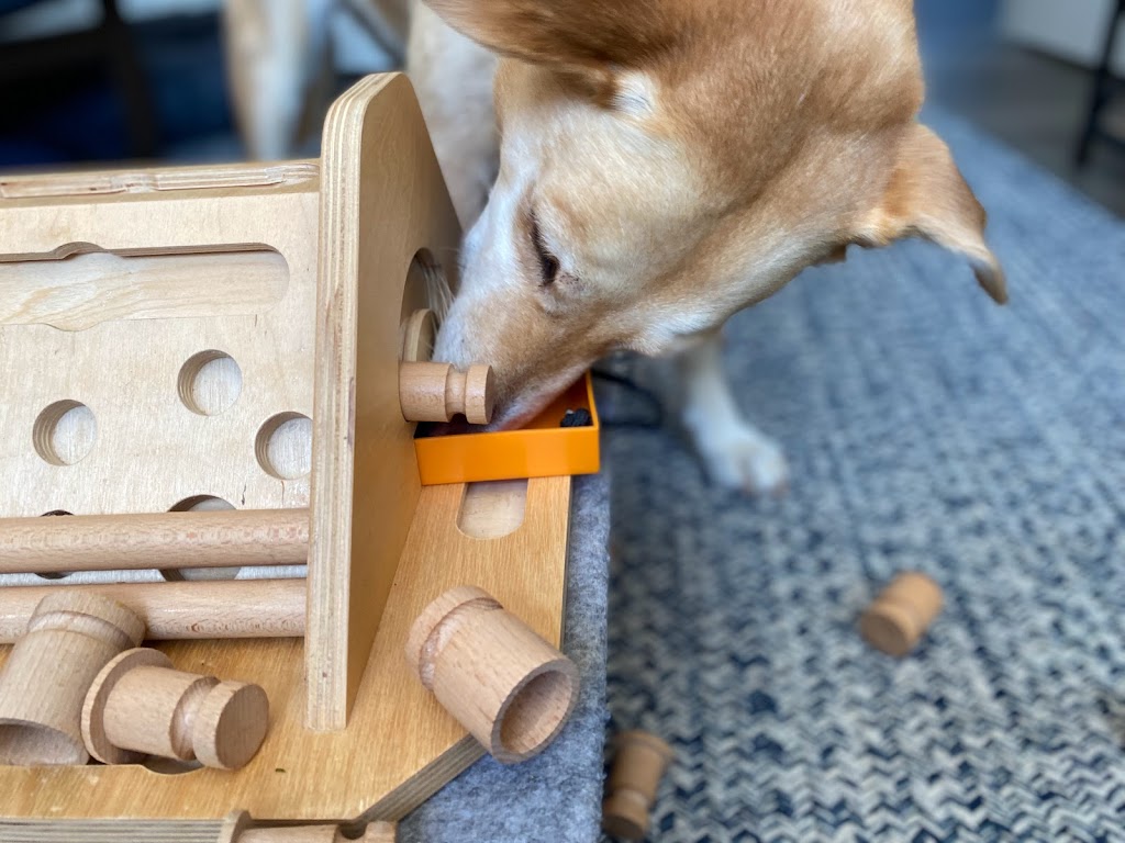 Puzzle Dog | 37 Lakewood Drive Extension, Newport, NS B0N 2A0, Canada | Phone: (902) 229-2335
