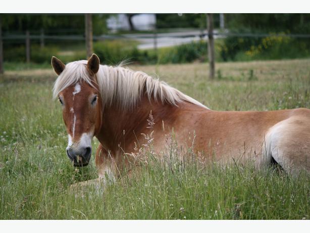 Downey Farm Stable | 809 Downey Rd, North Saanich, BC V8L 5P8, Canada | Phone: (250) 893-1223