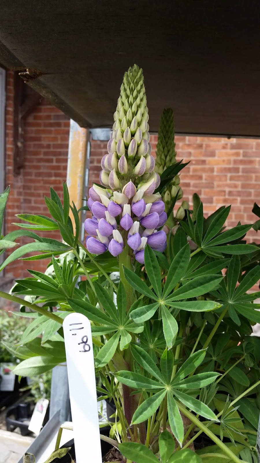 Orangeville Flowers & Greenhouses Ltd | 78 John St, Orangeville, ON L9W 2P8, Canada | Phone: (519) 941-2592