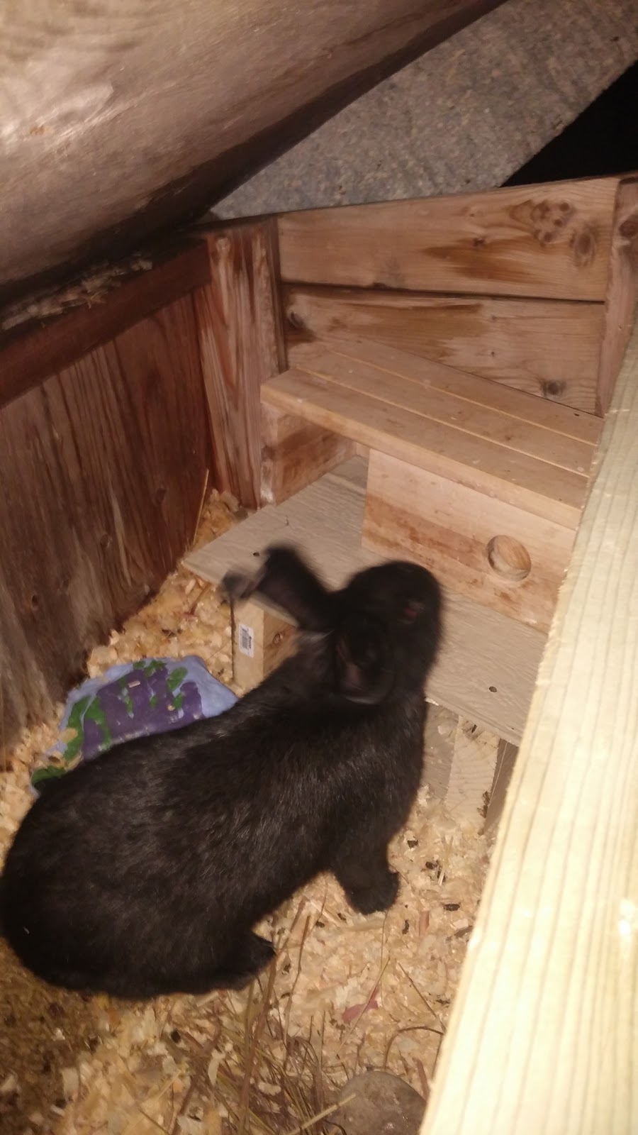 Croft Farm Boarding Kennels | 1851 Concession 6 Walpole, Jarvis, ON N0A 1J0, Canada | Phone: (905) 779-3060