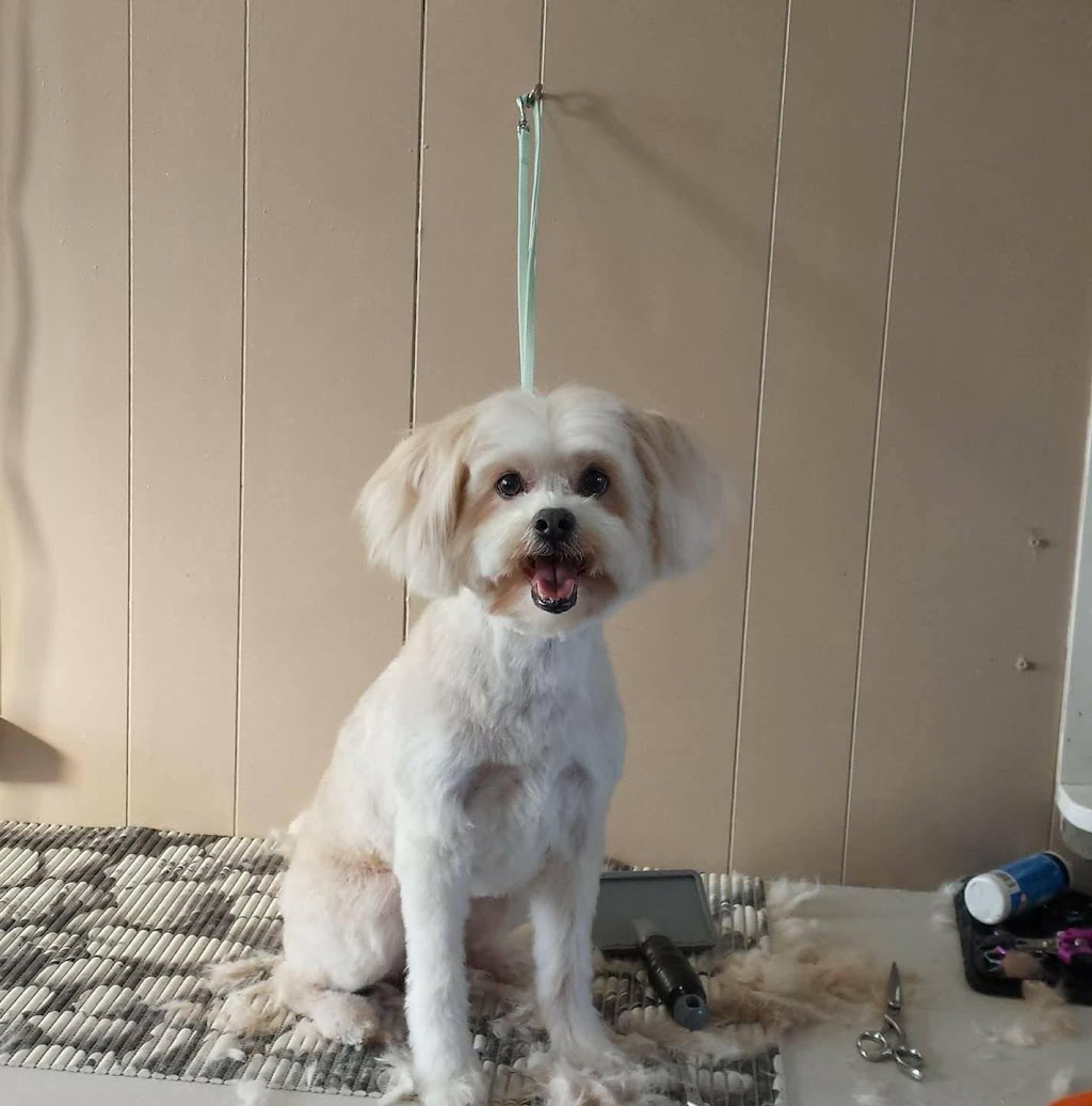marshas grooming palace | 6 Brown Rd, Butternut Valley, NB E4Z 1J4, Canada | Phone: (506) 988-0925