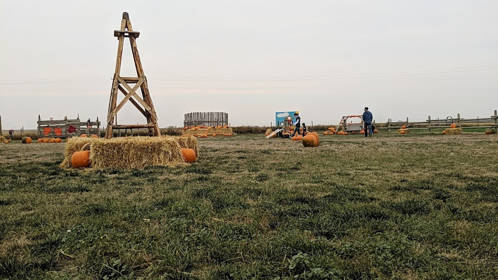 Molnars Pumpkin Festival | Range Rd 173, Barnwell, AB T0K 0B0, Canada | Phone: (403) 315-0728