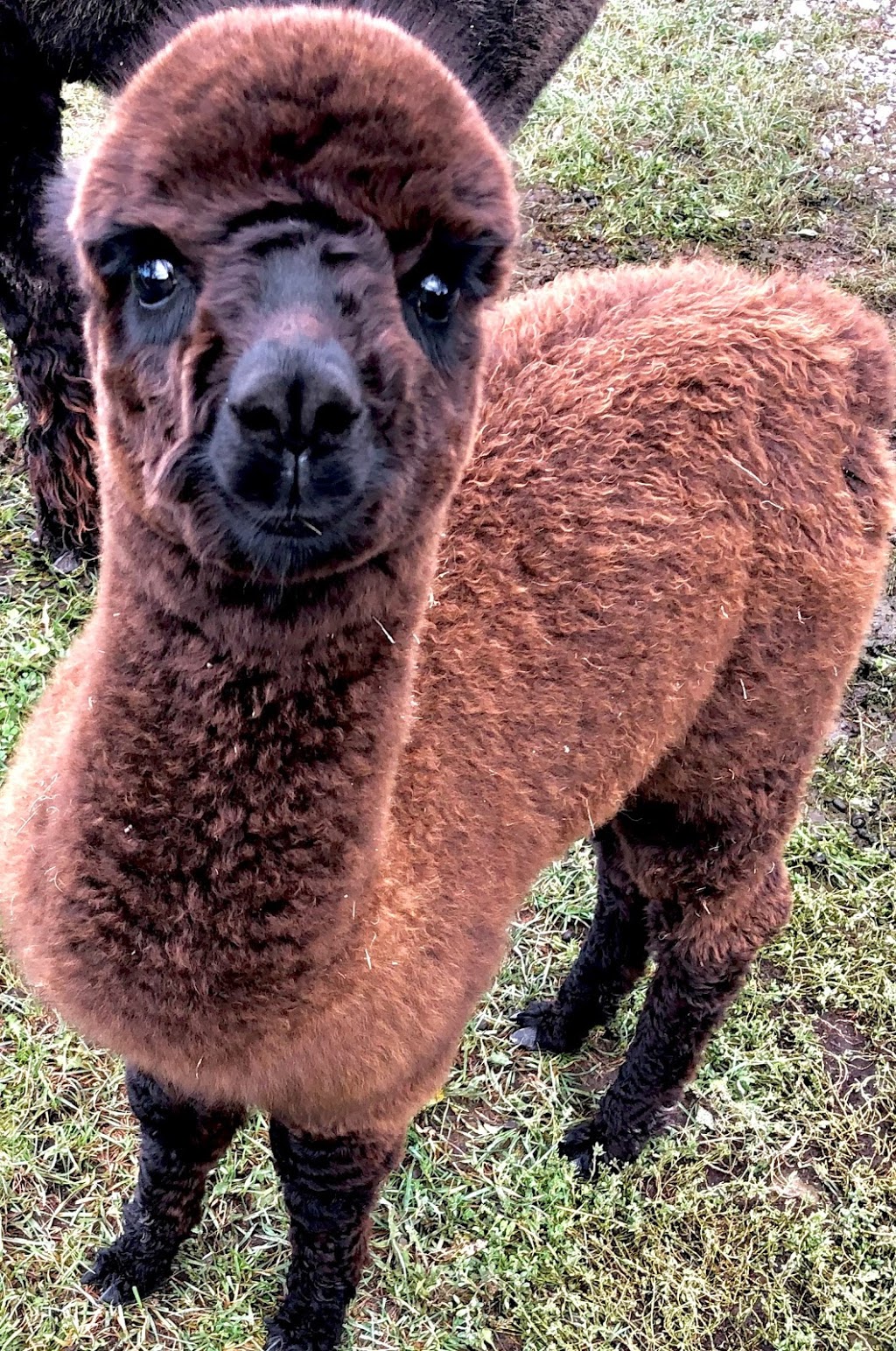 Copper Line Alpacas | 4835 Appleton Side Rd, Almonte, ON K0A 1A0, Canada | Phone: (613) 793-6000