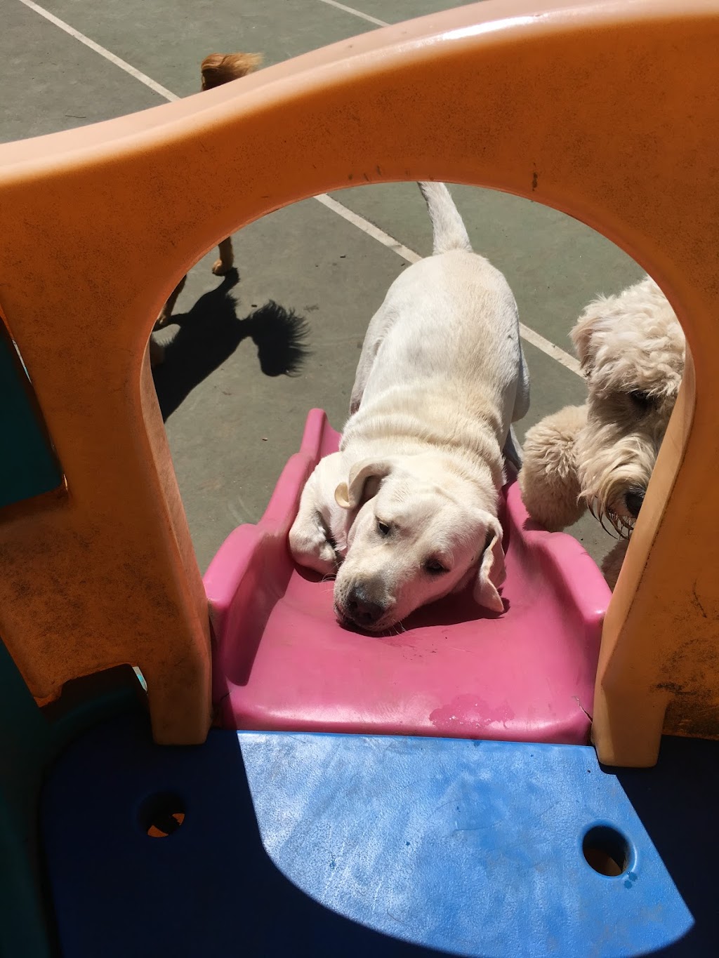 Barks and Recreation Canine Services | 2027 174 St, Surrey, BC V3Z 9Z8, Canada | Phone: (778) 291-2275