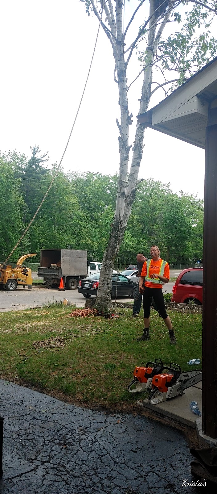 Tarzan Tree Removal, Barrie ON | 40 Yonge St N, Elmvale, ON L0L 1P0, Canada | Phone: (705) 718-9093