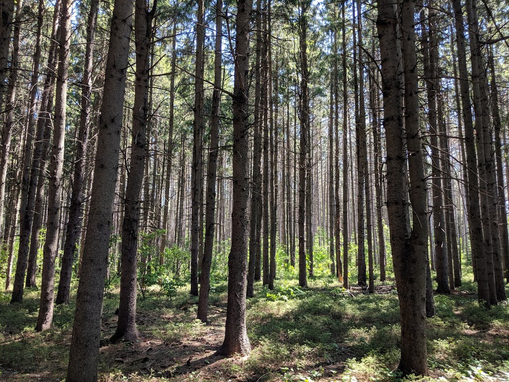 Sentier Champêtre | 259 Rang Sainte Julie, Notre-Dame-des-Prairies, QC J6E 0N4, Canada