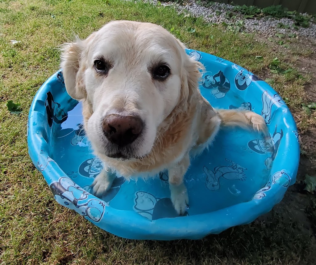 Happy Dance Dog Walking and Pet Sitting | 9848 Union Rd, Shedden, ON N0L 2E0, Canada | Phone: (226) 700-7209