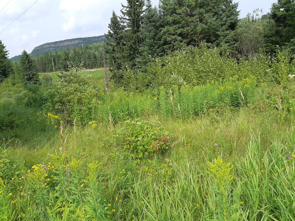 Nipigon River Adventures | 17 ON-628, Red Rock, ON P0T, Canada | Phone: (807) 621-6342