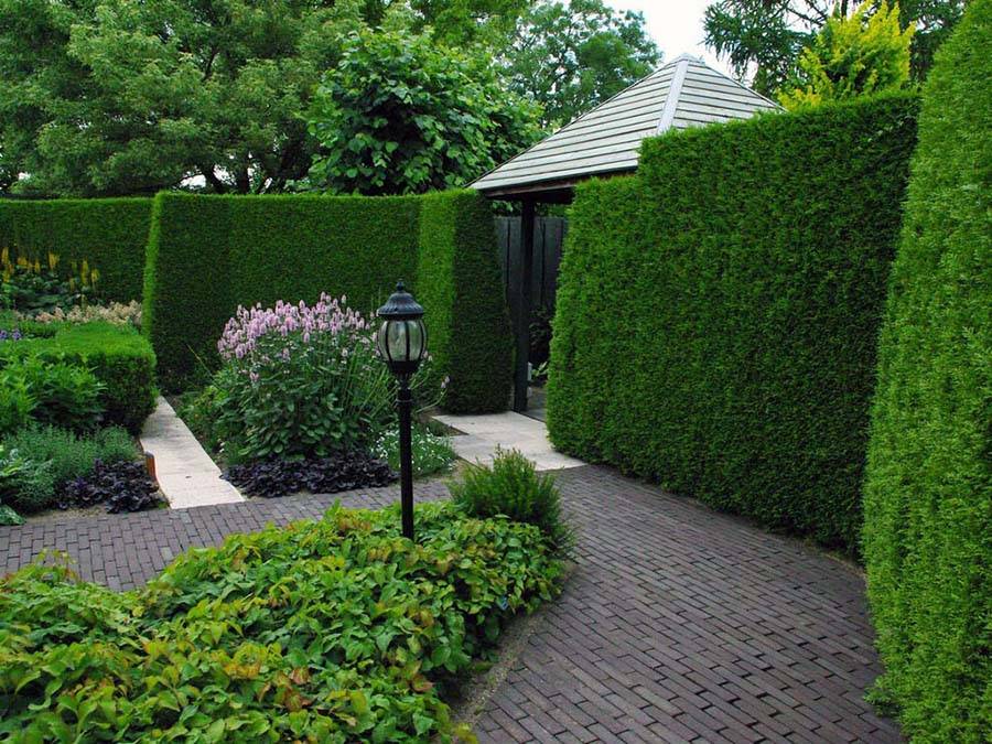 Hedge PRO Trimming | 231 Eighth St #304, New Westminster, BC V3M 3P8, Canada | Phone: (604) 417-4211