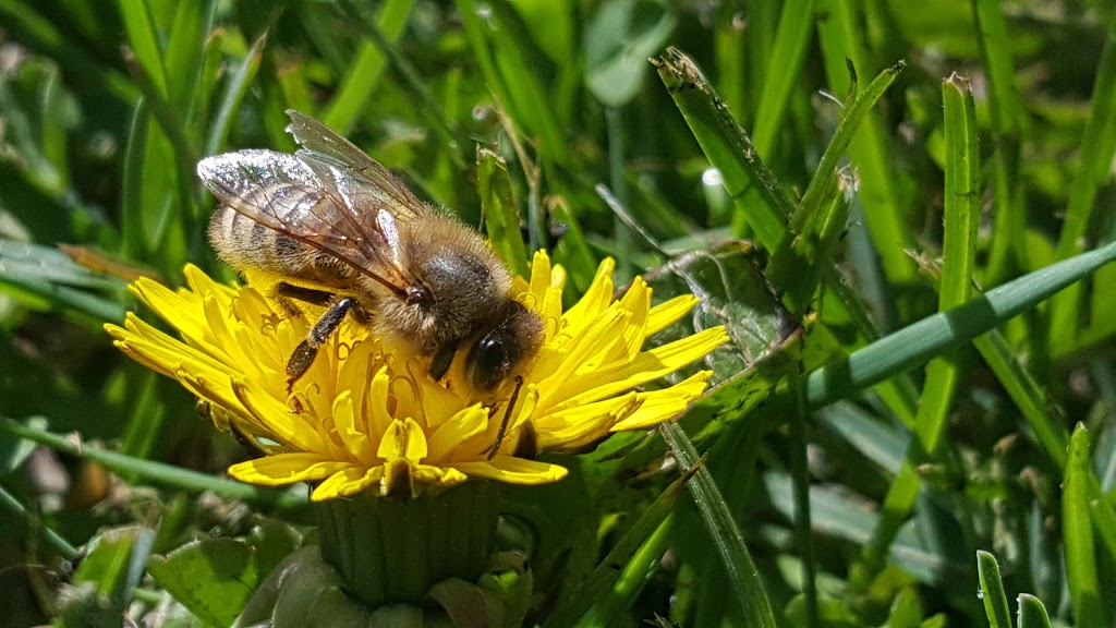Derrco Apiaries | 36122 Oakwood Rd 64N, Anola, MB R0E 0A0, Canada | Phone: (204) 266-1490