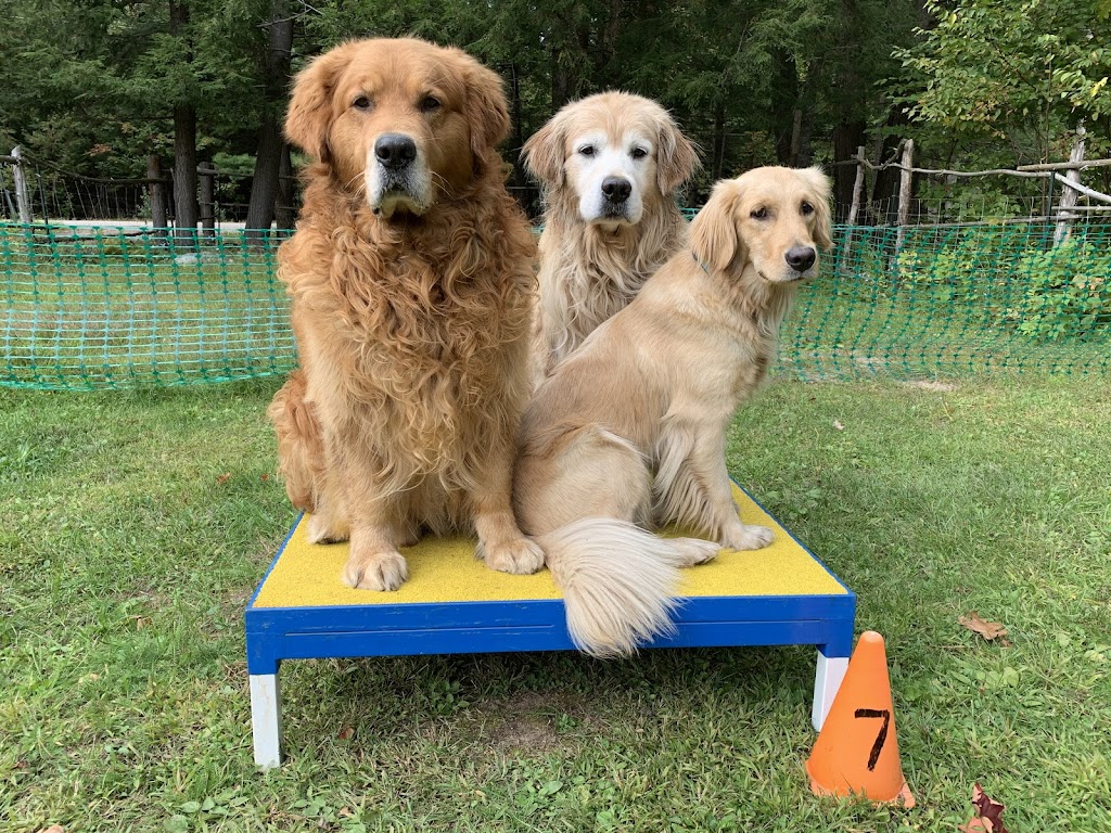 TailWaggersK9Sport Inc | 573 Lubitz Rd, Pembroke, ON K8A 6W6, Canada | Phone: (613) 401-5707