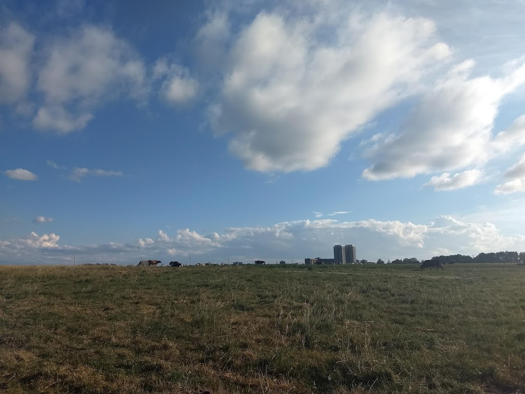 Sheep Field | Ottawa, ON K2C, Canada