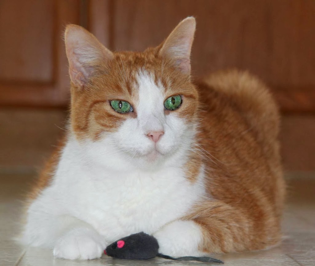 Pet Concierge Plus | 5038 Whitelaw Rd, Guelph, ON N1H 6J3, Canada | Phone: (519) 820-3508