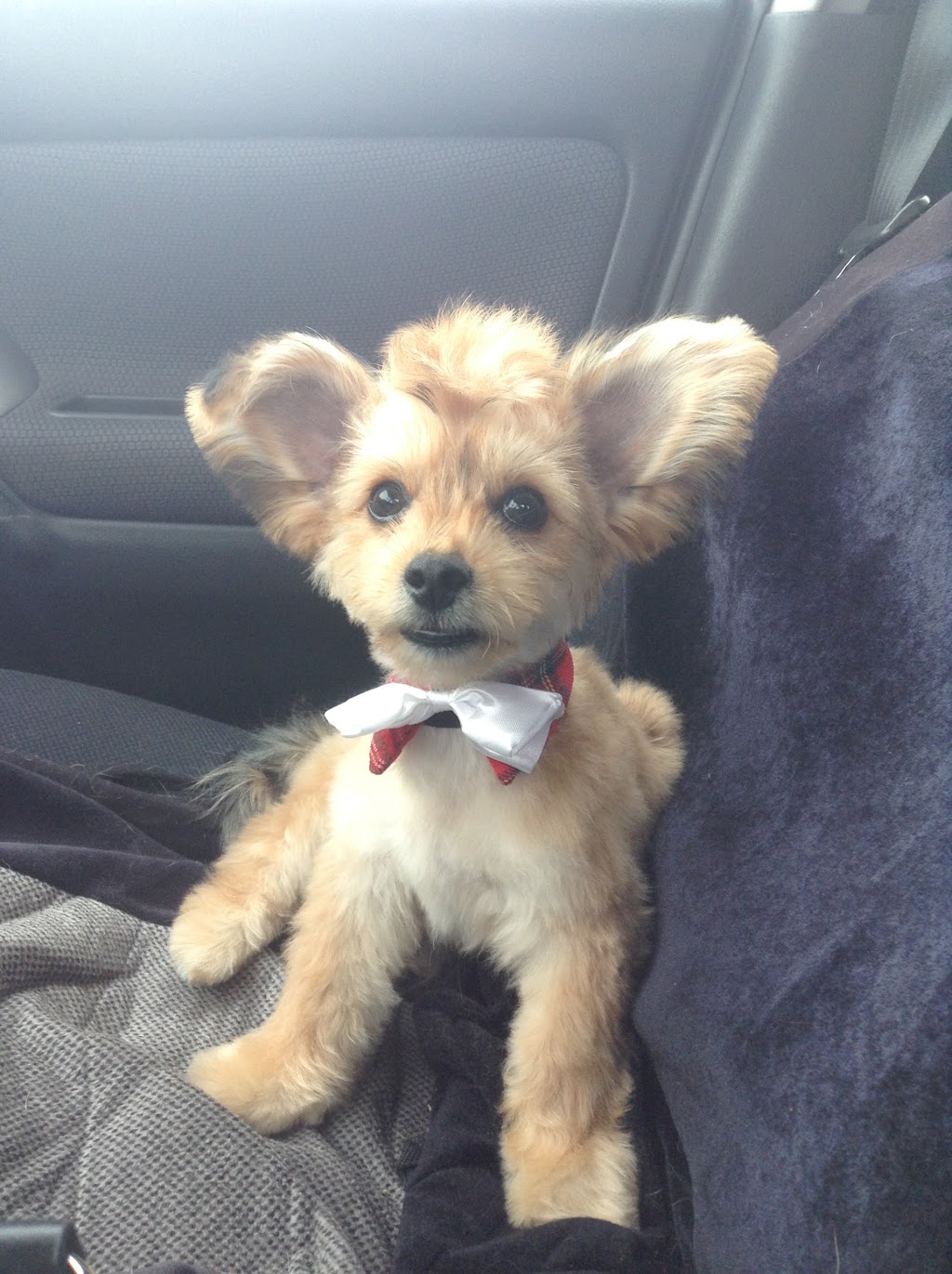 Mobile Pet SPaw | 47 Coastline Dr, Brampton, ON L6Y 0T6, Canada | Phone: (647) 708-7897