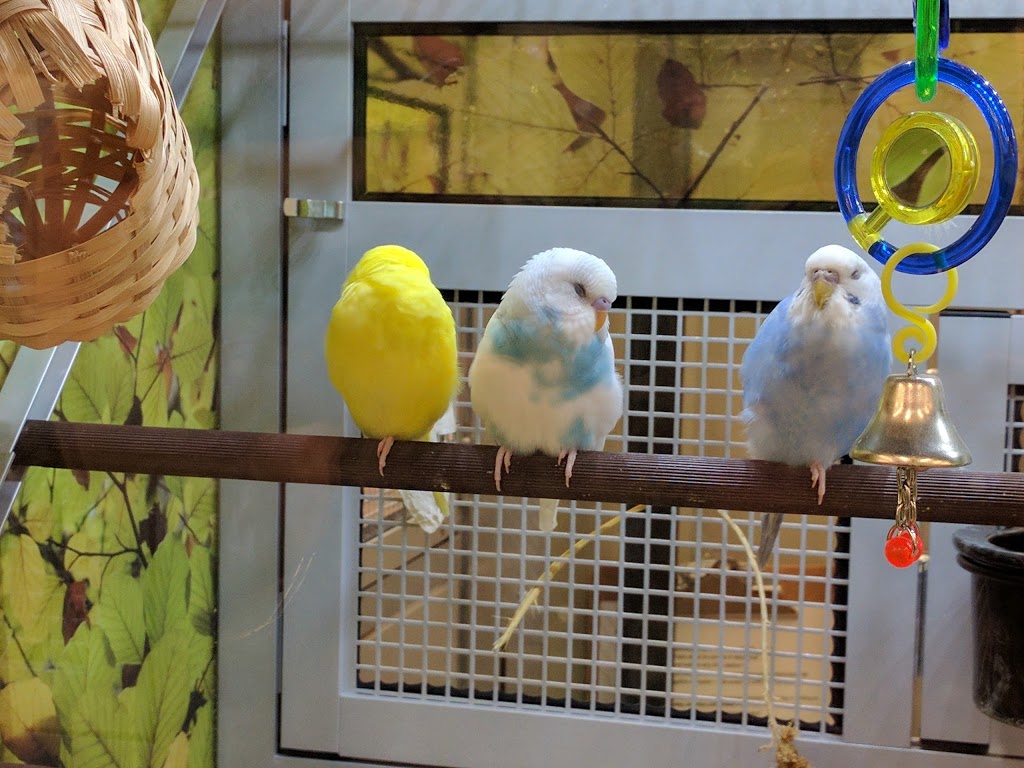 PetSmart | 507 Lakeshore Rd E, Mississauga, ON L5G 1H9, Canada | Phone: (905) 278-0101
