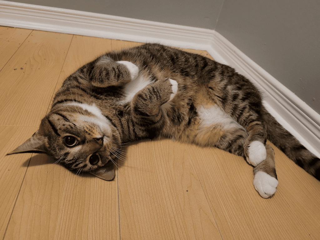 Priority Pet Boarding Service Inc. | 218 Beatrice Dr, Nepean, ON K2J 4P1, Canada | Phone: (514) 575-0544