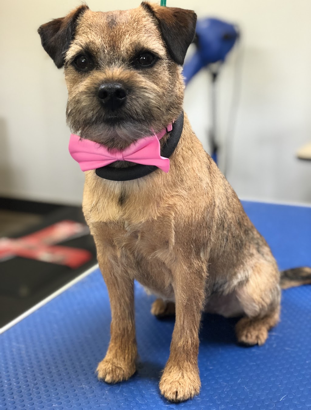 Suds n Scissors - Dog Grooming Studio | 931 Brunette Ave Unit G, Coquitlam, BC V3K 6T5, Canada | Phone: (604) 525-7387