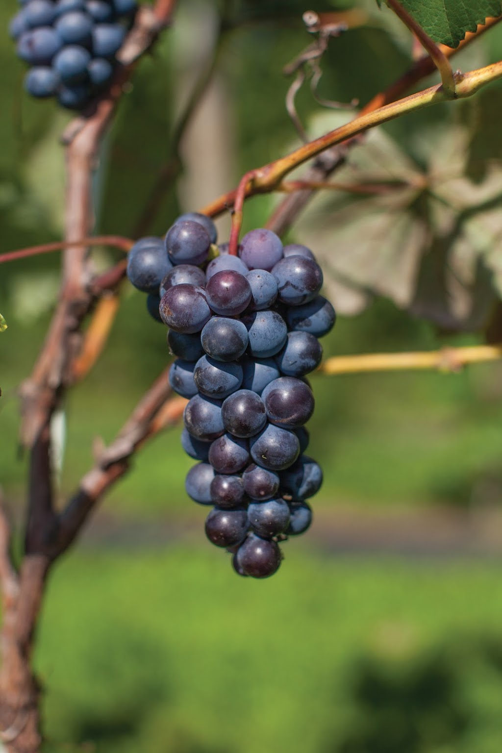 Whiffletree Farm and Nursery | 6987 8 Line W, Elora, ON N0B 1S0, Canada | Phone: (519) 669-1349