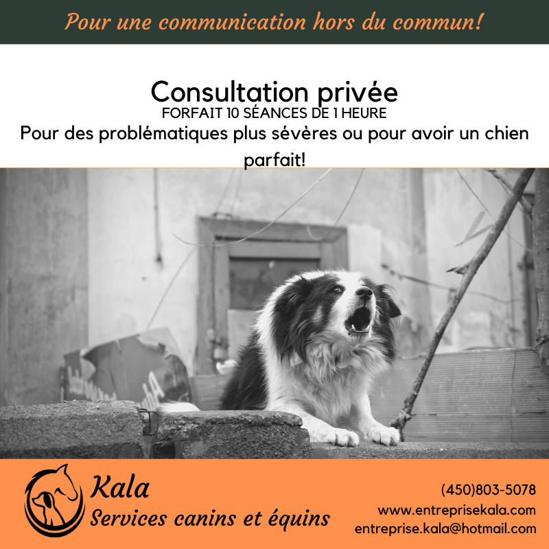 Kala, Services Canins et Équins - Éducation et Dressage- Laval | 368 Rue de Villandraut, Laval, QC H7K 3R2, Canada | Phone: (450) 803-5078