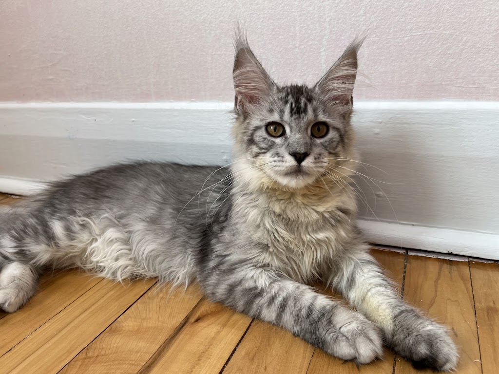 Mycoon, chatterie des Mainecoon | 4e Av, Deux-Montagnes, QC J7R 3B8, Canada | Phone: (438) 969-0380