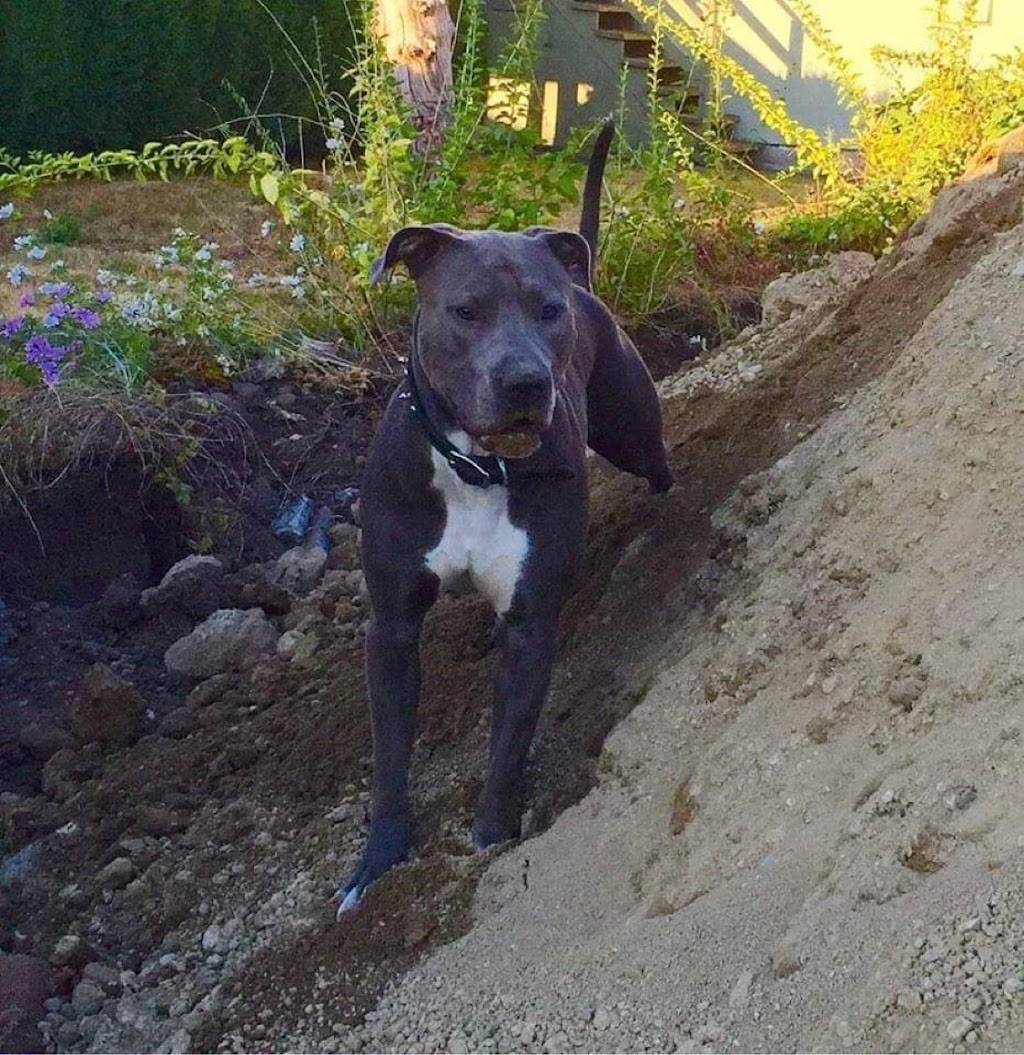 Mega Pitty Pitbulls | 17925 56a Ave, Surrey, BC V3S 4H5, Canada | Phone: (604) 835-7769