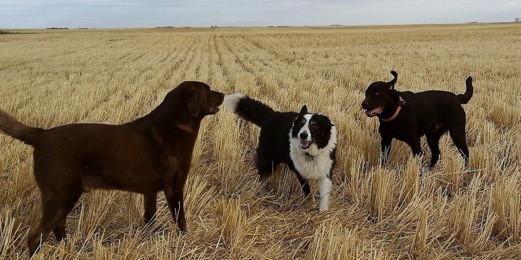 Western Kennels | 3 SW 15 - 35 -11 W, Perdue, SK S0K 3C0, Canada | Phone: (306) 329-4997