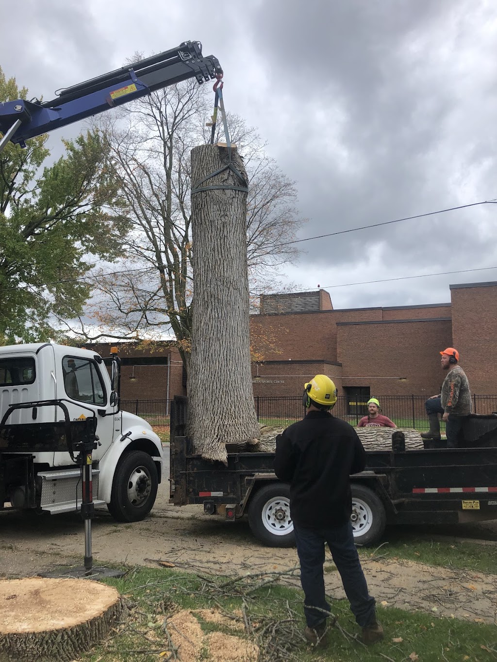 Govier Expert Tree Service | 43 Doxsee Ave S, Campbellford, ON K0L 1L0, Canada | Phone: (705) 559-0276