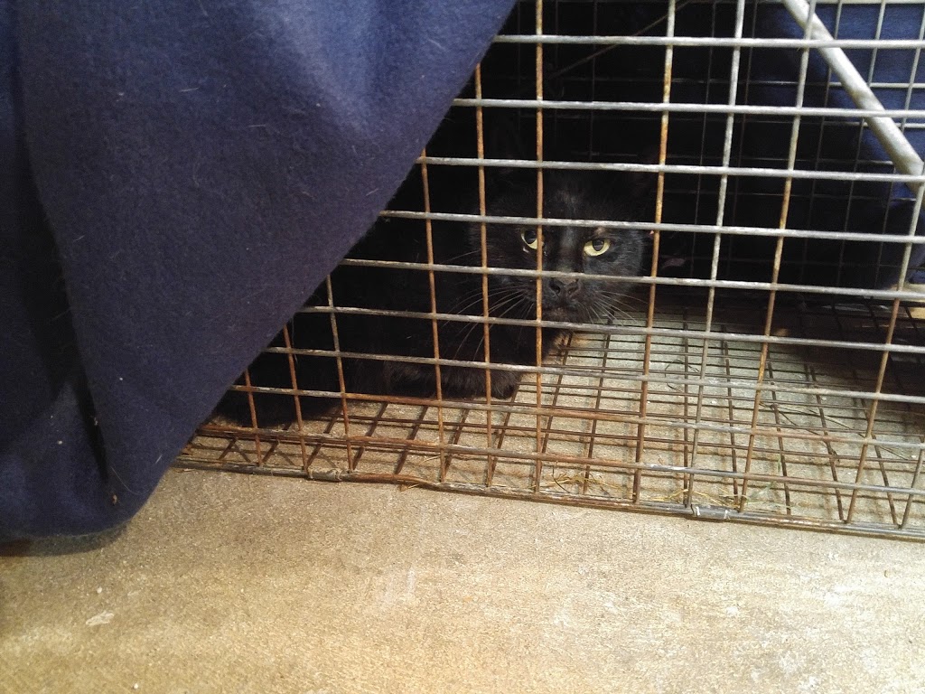 Operation Pets Spay/Neuter | 3443 South Park Ave, Buffalo, NY 14219, USA | Phone: (716) 783-8998