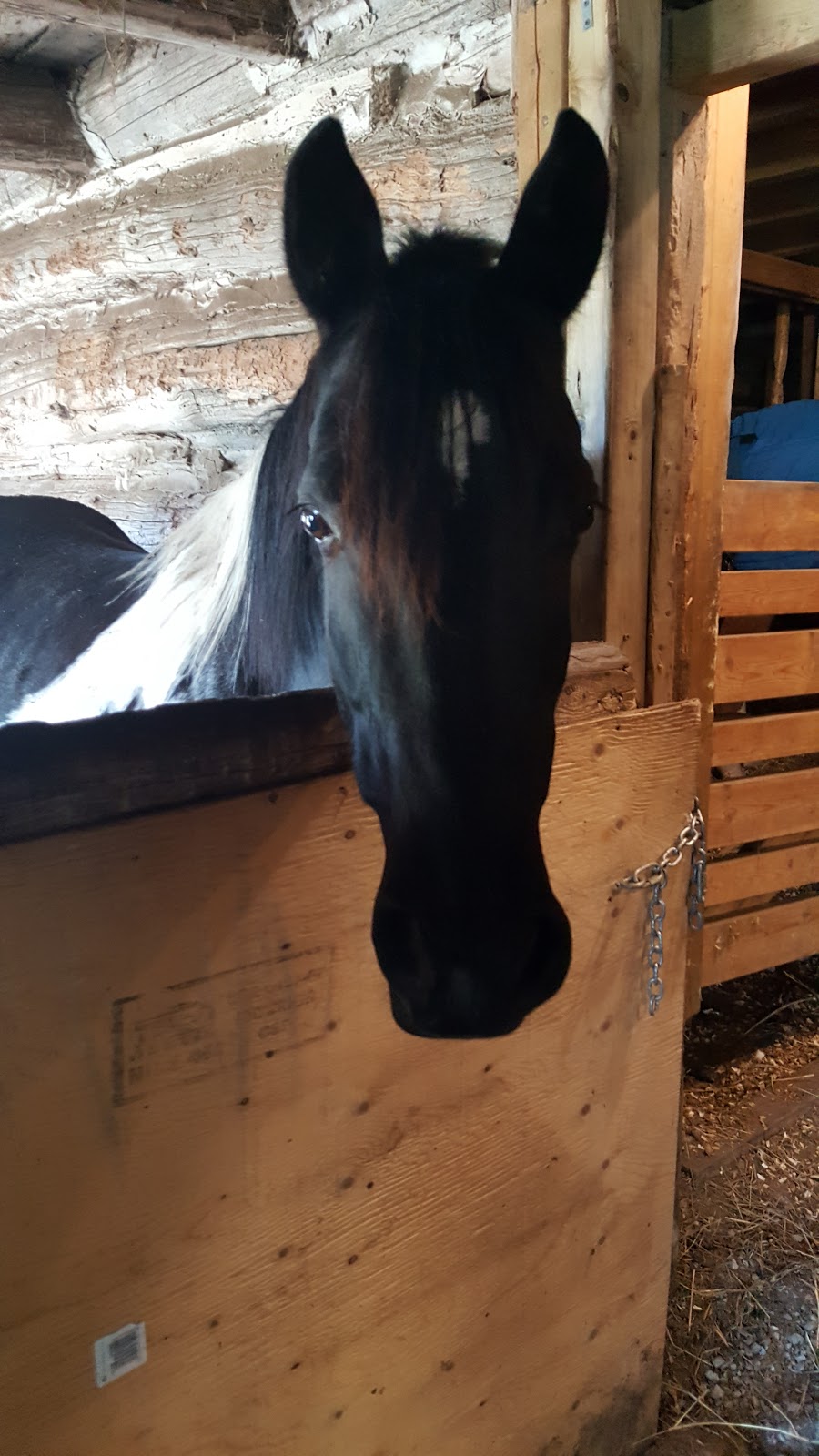 Cambrian Equestrian Centre | Windy Hill Farm, 1046 Ramsay Concession 8, Carleton Place, ON K7C 3P1, Canada | Phone: (613) 302-8821