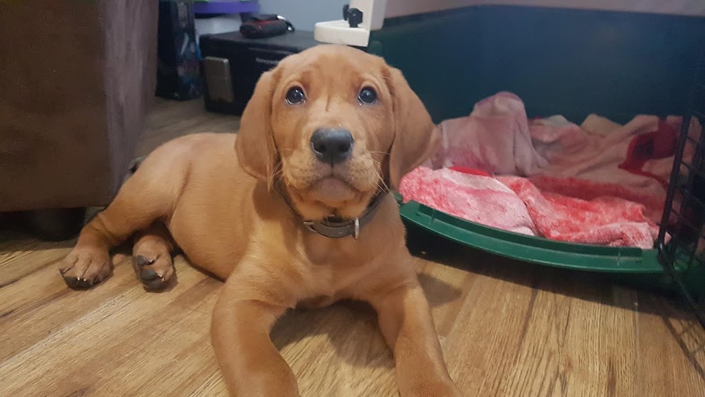 The Country Canine | 12855, Tichborne, ON K0H 2V0, Canada | Phone: (613) 876-4669