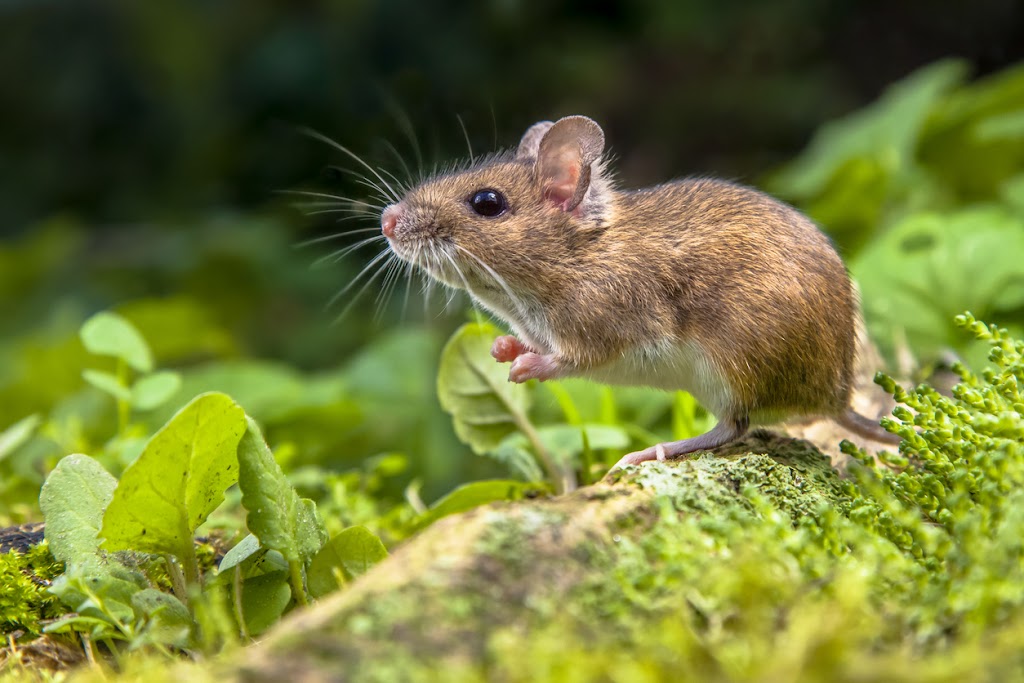 Active Pest Control Surrey/Langley | 8969 146 St, Surrey, BC V3R 3S7, Canada | Phone: (778) 695-7777