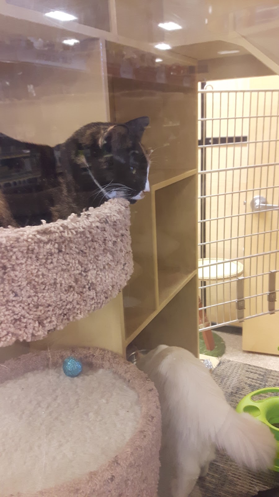 PetSmart | 2066 38 Ave NW, Edmonton, AB T6T 0B9, Canada | Phone: (780) 465-7406