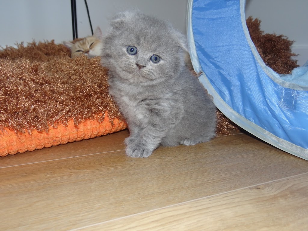 Breeder Smartcats Canada | Code Cres, Carleton Place, ON K7C 0A4, Canada | Phone: (819) 665-2604