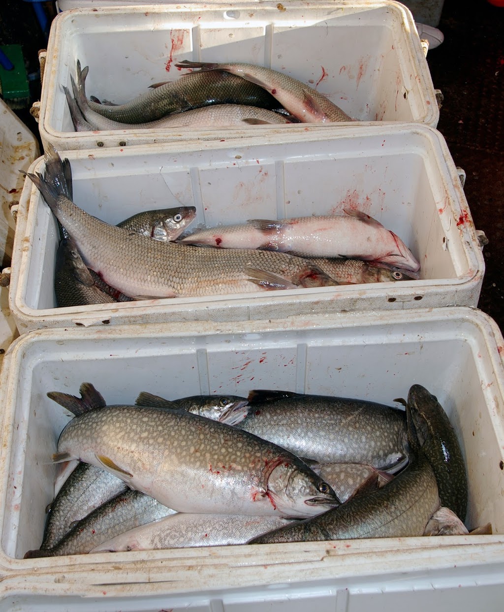 B. LePage Fishery | 149 Nobel Rd, Nobel, ON P0G 1G0, Canada | Phone: (705) 342-5825