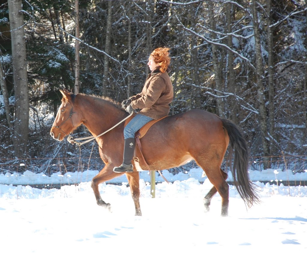 Sandy Lang Horsemanship | 4700 Charlie Spruce Pl, Abbotsford, BC V3G 2K9, Canada | Phone: (604) 850-1243