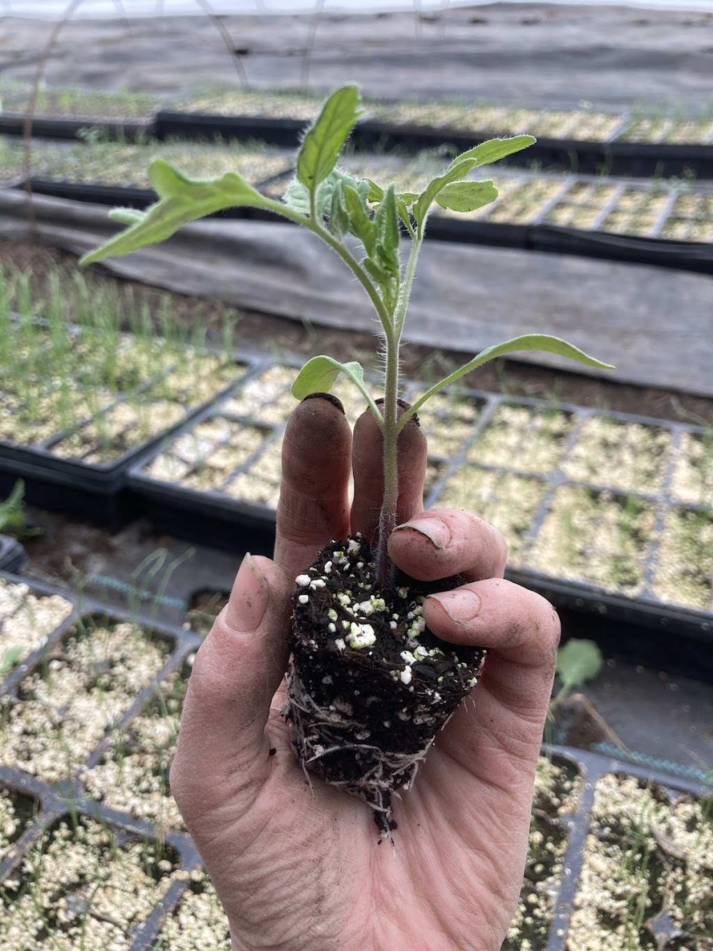 Blue Lagoon Organics Farm | 1A3 781, MB-26, Saint François Xavier, MB R4L 1A2, Canada | Phone: (204) 864-2277